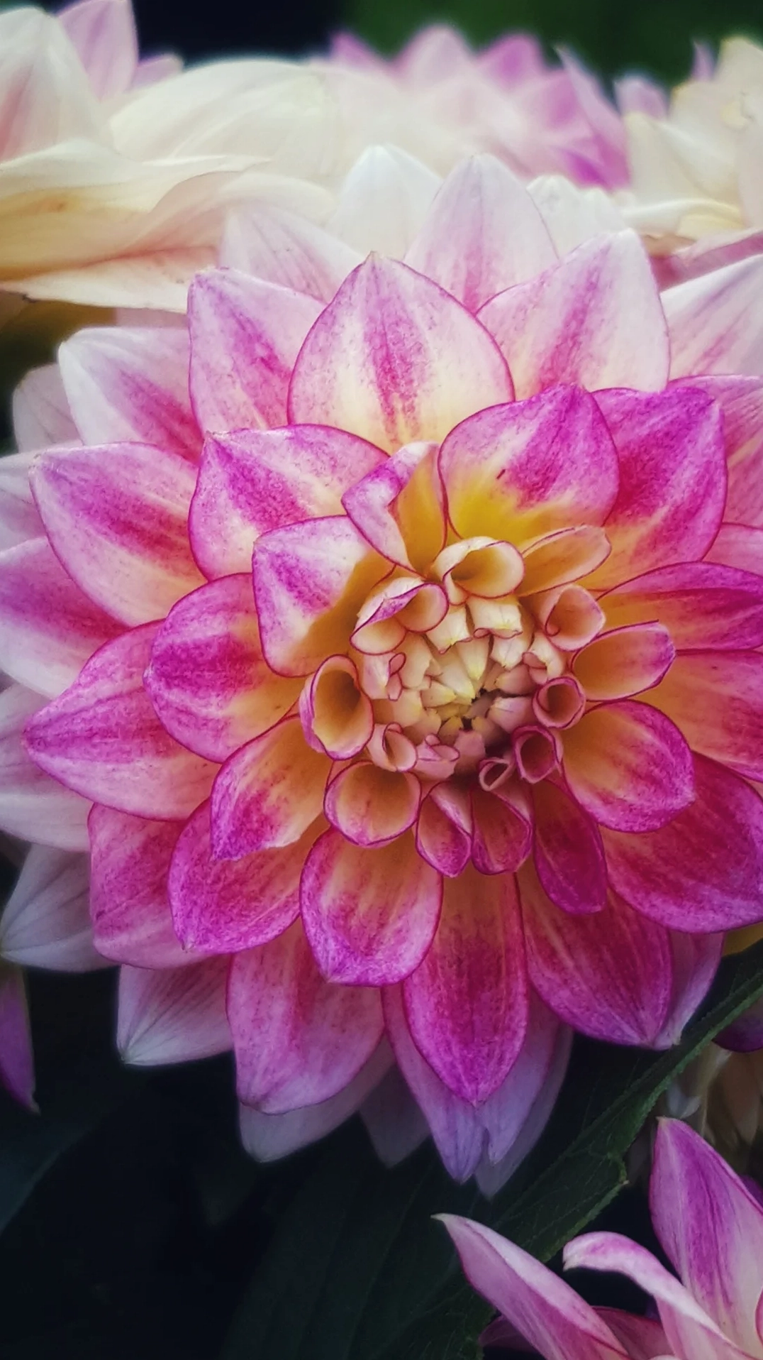 Bông hoa thược dược bung nở rực rỡ sắc màu tuyệt đẹp