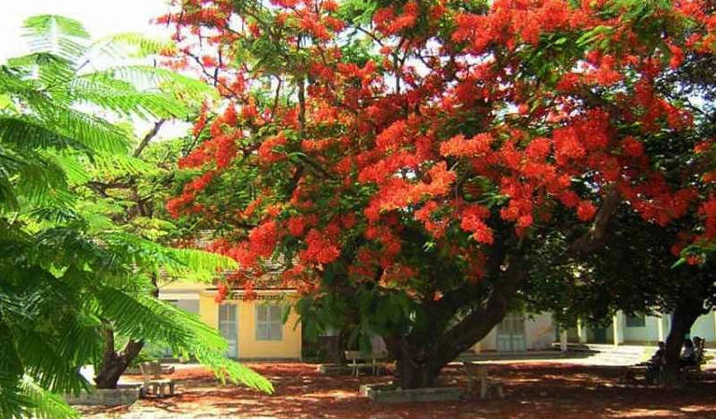 Bức ảnh hoa phượng đỏ rực góc sân trường