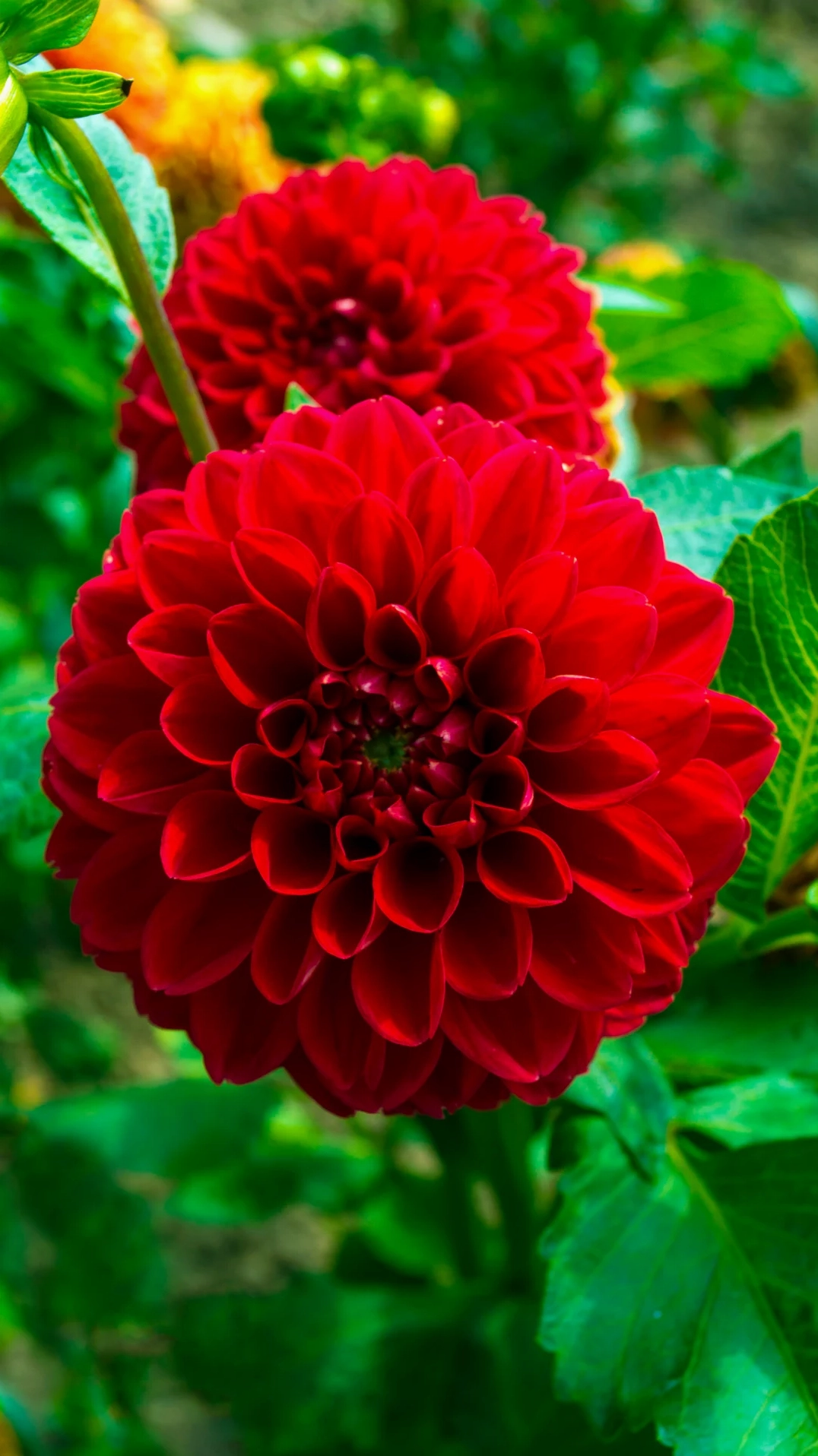 Bức ảnh nền hoa thược dược tươi thắm khoe sắc quyến rũ