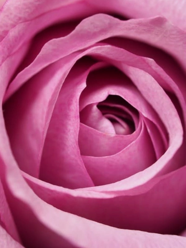 Bức ảnh nền mang sắc xanh độc đáo của hoa hồng