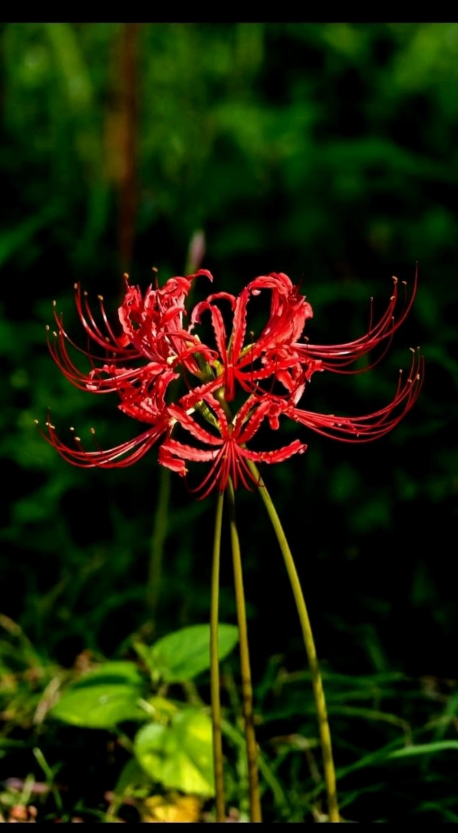 Bức bỉ ngạn nghệ thuật độc đáo đầy sáng tạo