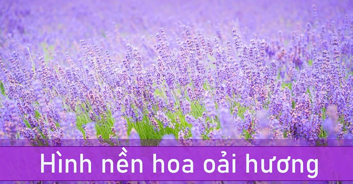 Bức tranh hữu tình với hương thơm nhẹ nhàng của hoa oải hương