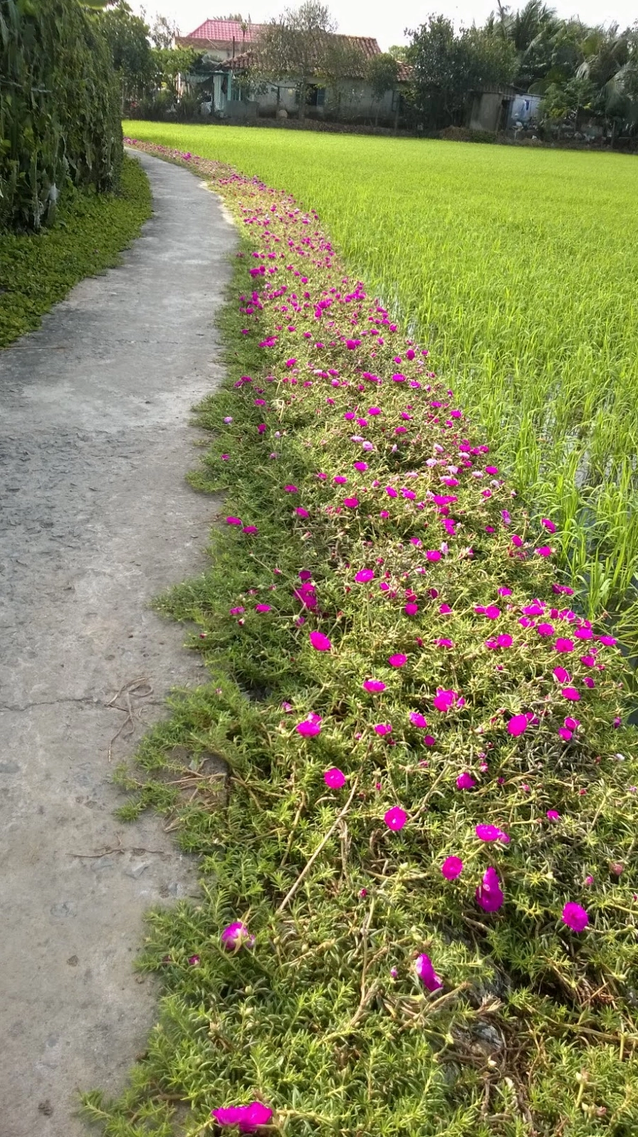 Cả dọc con đường tràn ngập hoa mười giờ