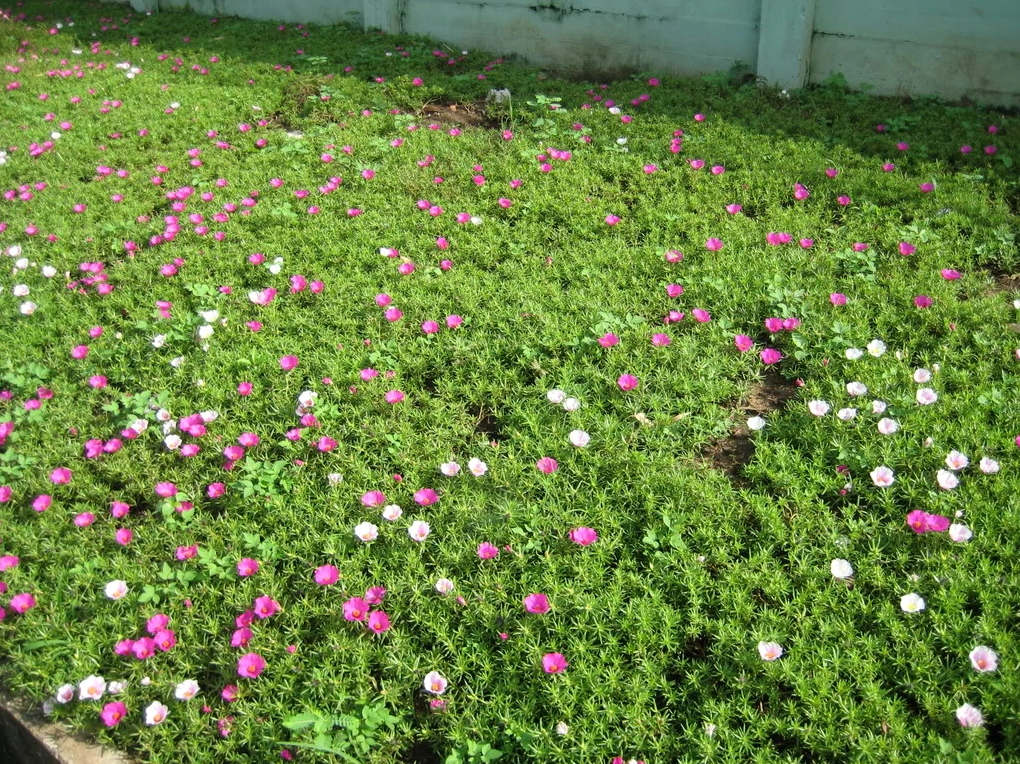 Cả một bãi cỏ hoa mười giờ đều nở hoa