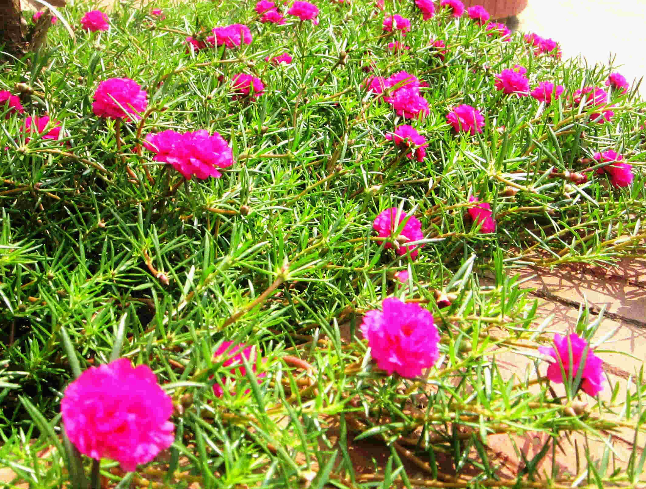 Cả một bụi hoa mười giờ nở rộ