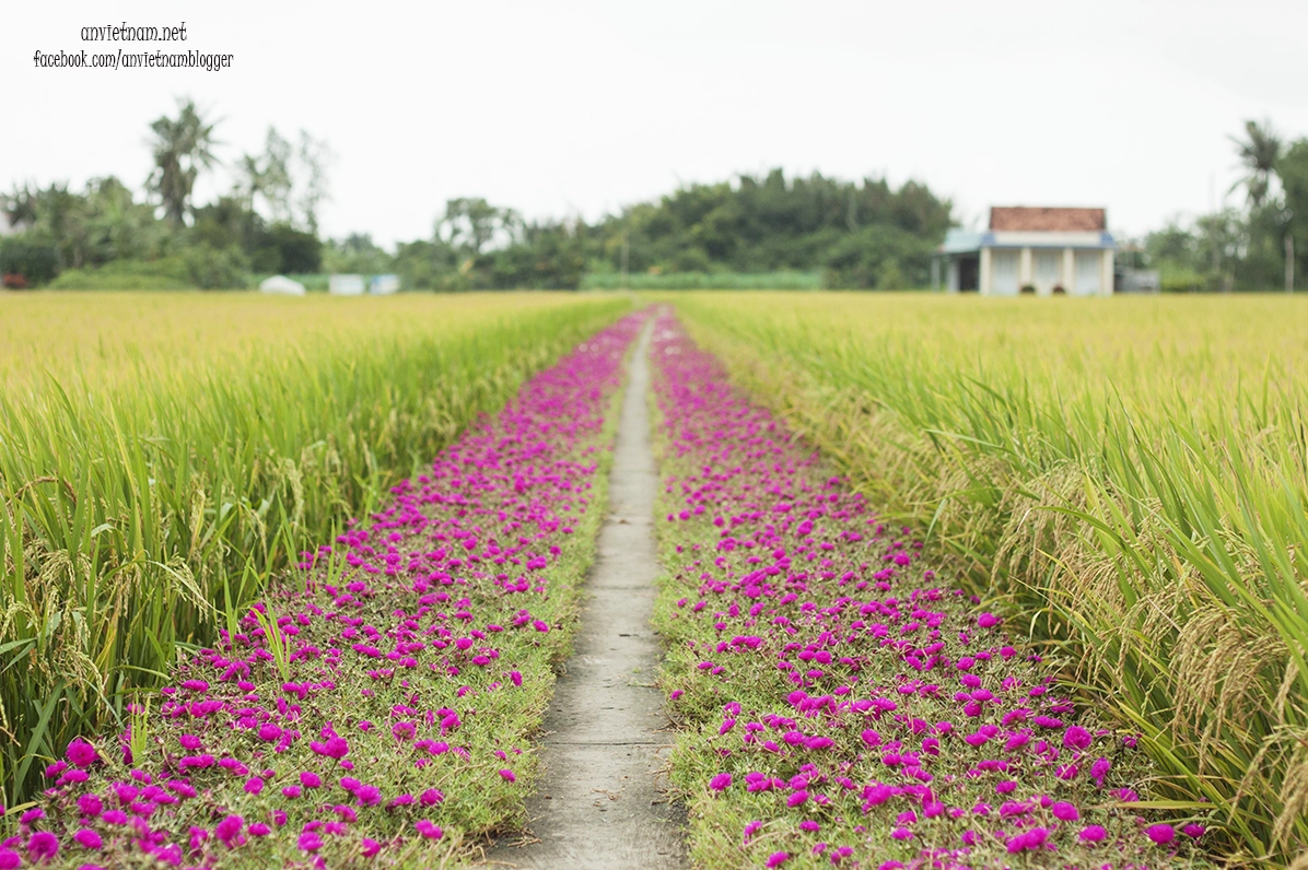 Cả một con đường trồng hoa mười giờ