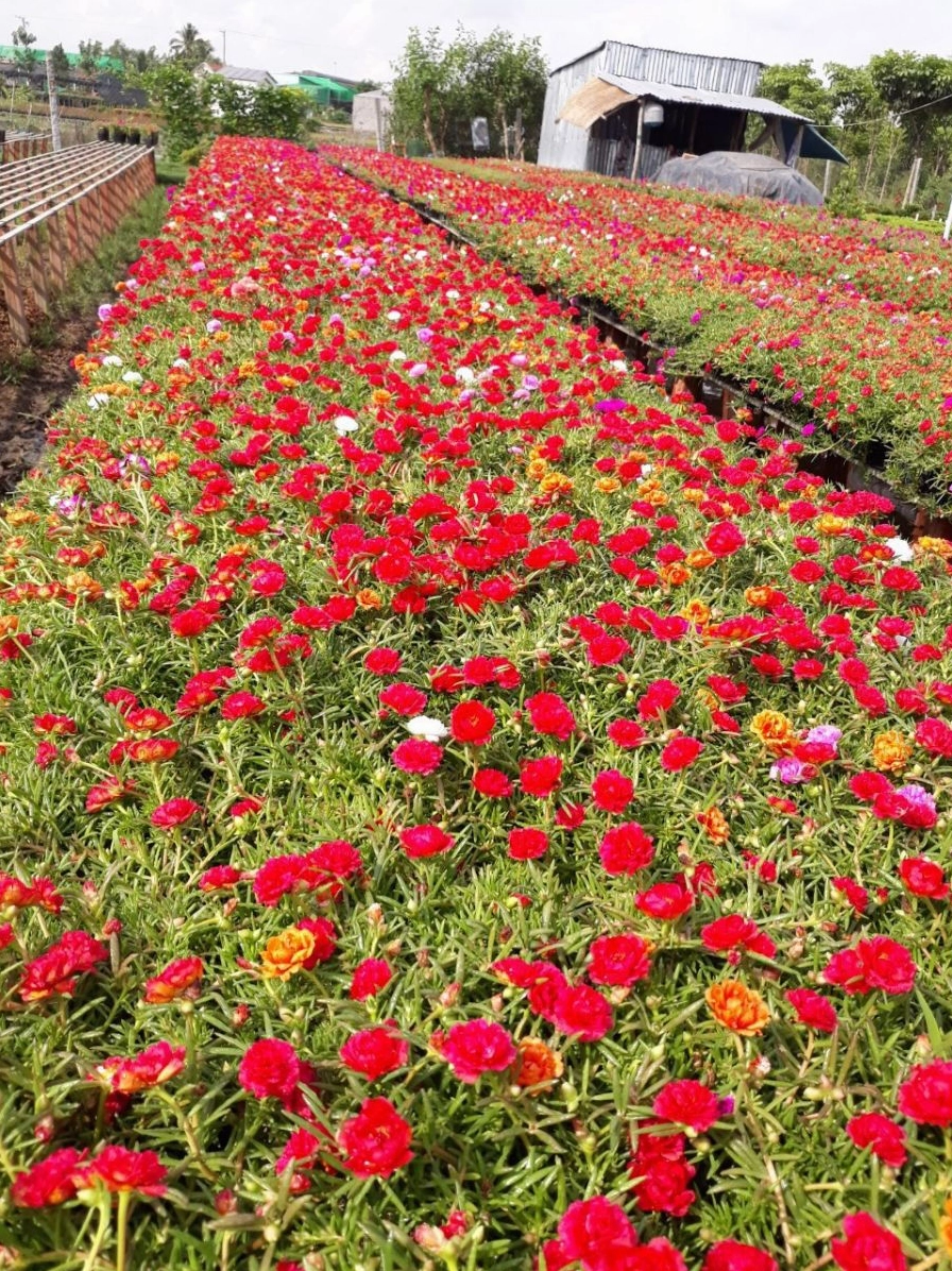 Cả một ruộng hoa mười giờ đỏ