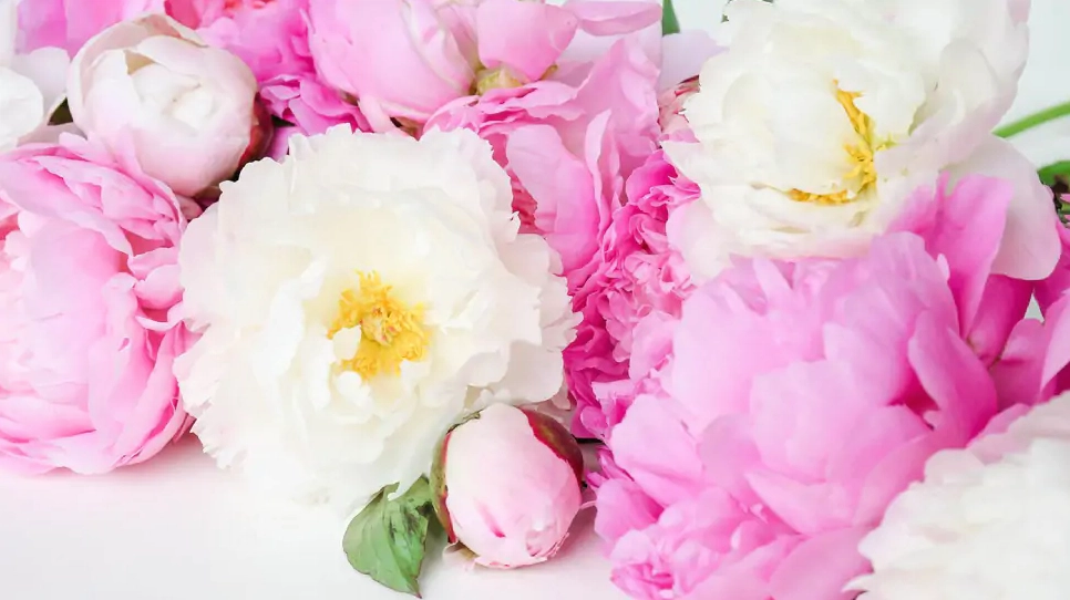 Cài đặt hình nền hoa mẫu đơn trong ngày Valentine