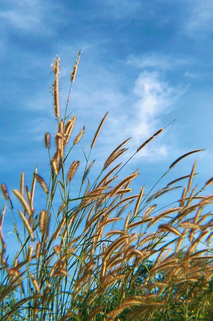 Cận cảnh bông cỏ lau mềm mại với nền bokeh tối giản