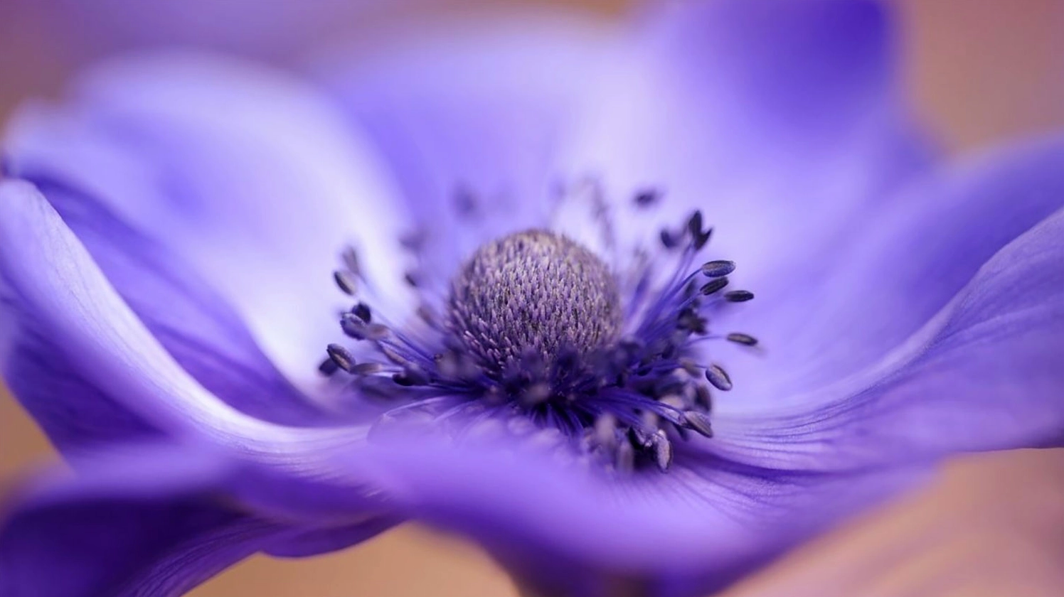 Cận cảnh đóa hoa tím rực rỡ dưới ánh nắng ban mai