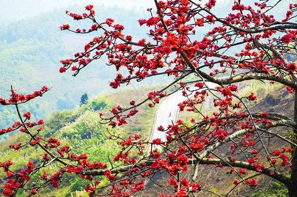 Cận cảnh hình ảnh cây hoa gạo khoe sắc thắm