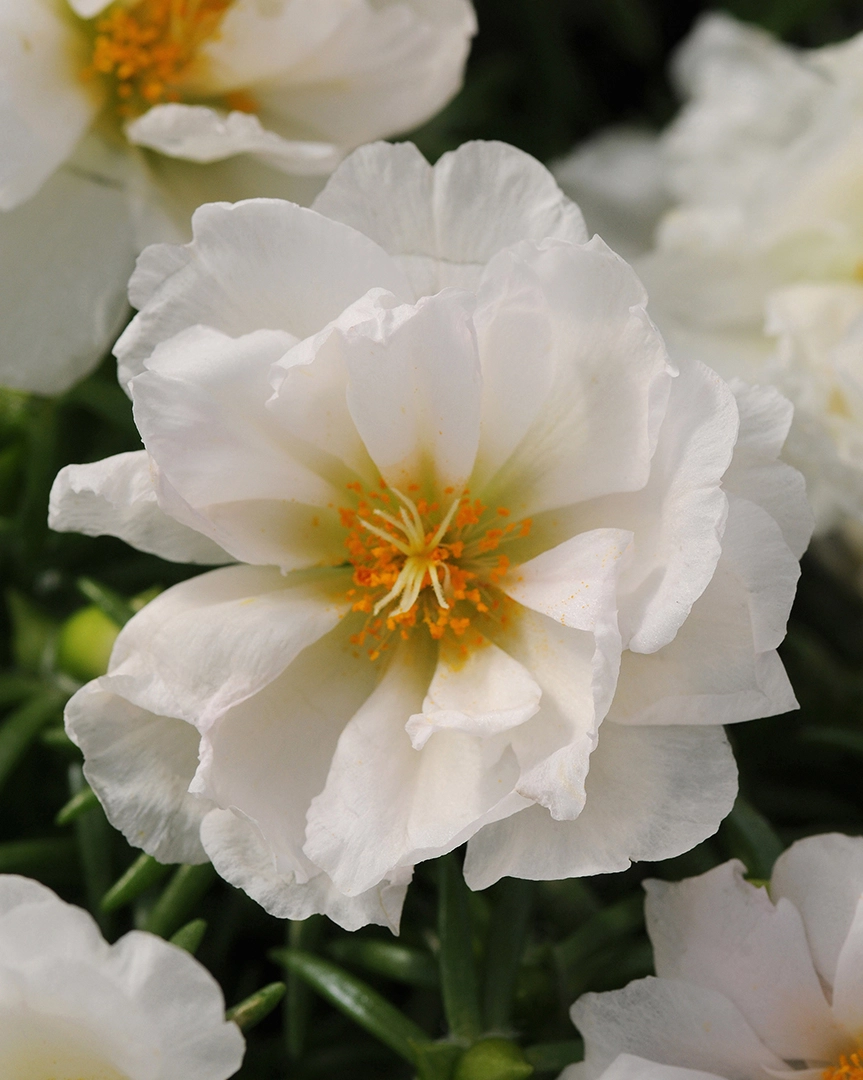 Cận cảnh hoa mười giờ trắng