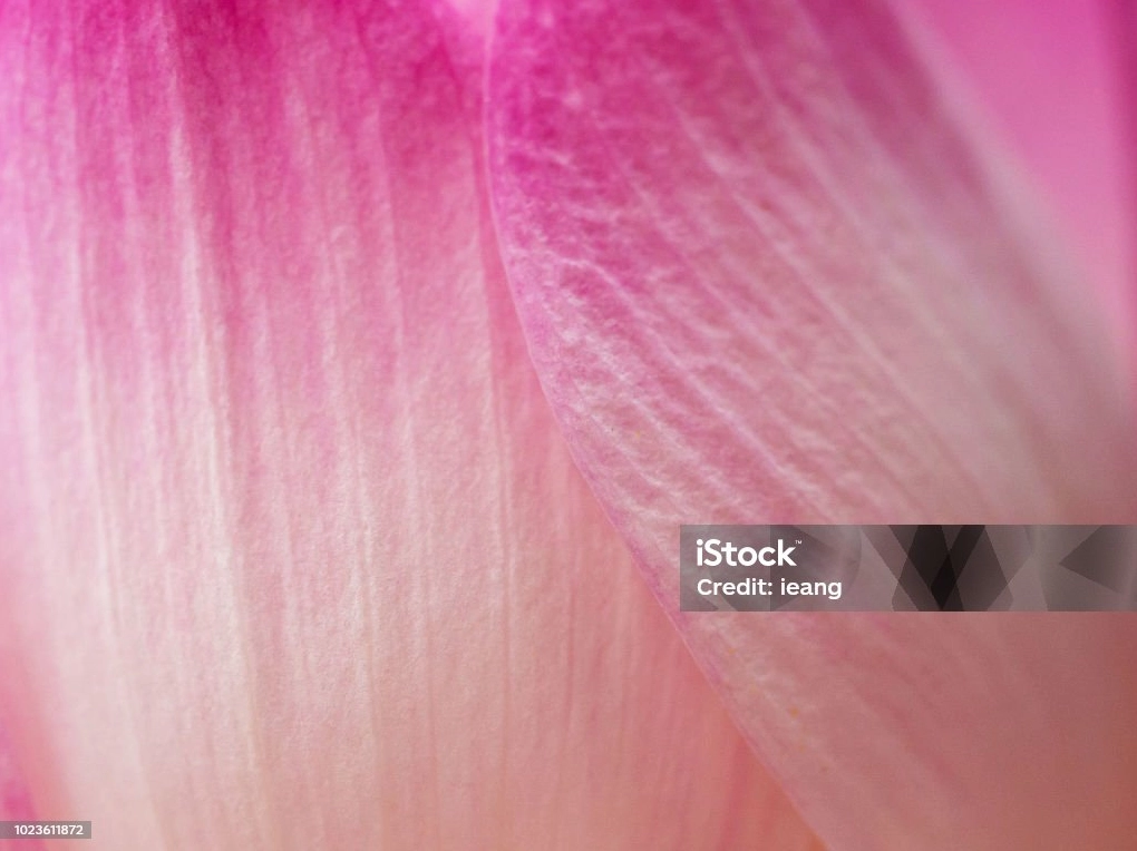 Cận cảnh hoa sen hồng hoặc nước cánh hoa Lily