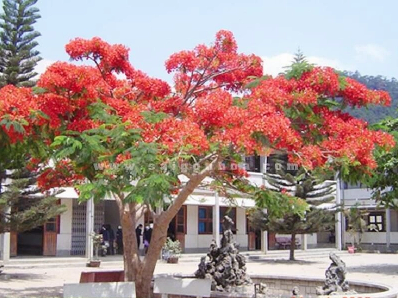 Cận cảnh những bông hoa phượng đỏ tươi