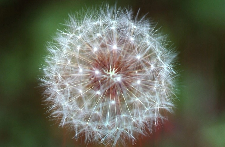 Cánh đồng bồ công anh rực nắng chiều lý tưởng cho màn hình rộng