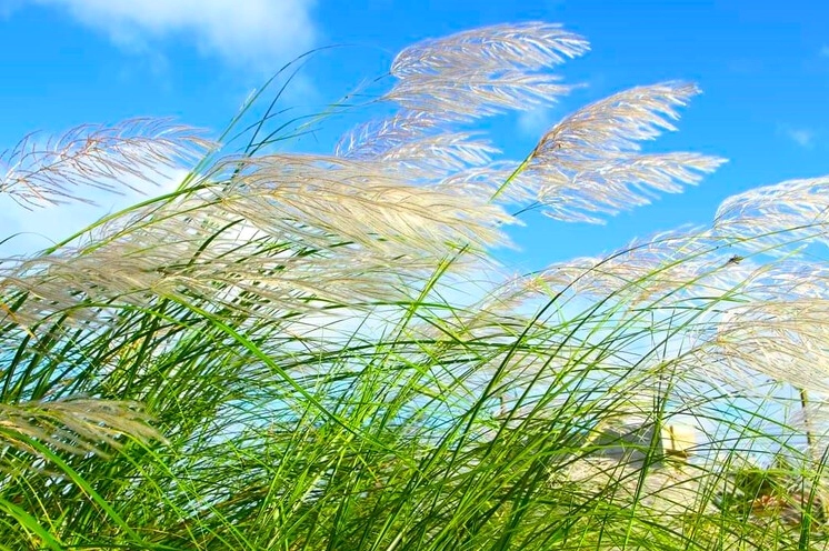 Cánh đồng cỏ lau trắng dưới nắng thu, nền thiên nhiên dịu mắt