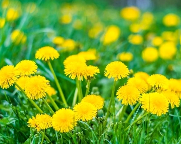 Cánh đồng hoa bồ công anh vàng rực rỡ