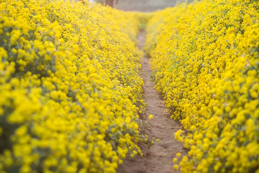 Cánh đồng hoa cúc chi vàng óng trong mùa thu hoạch tại Hưng Yên