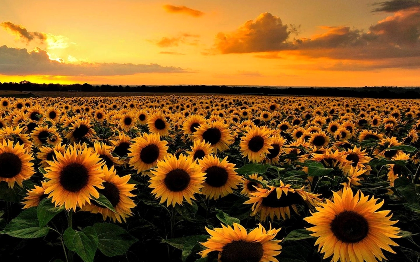 Cánh đồng hoa nhuốm màu rực rỡ của buổi chiều hoàng hôn