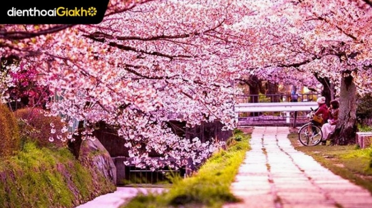 Cảnh hoa anh đào rơi lãng mạn