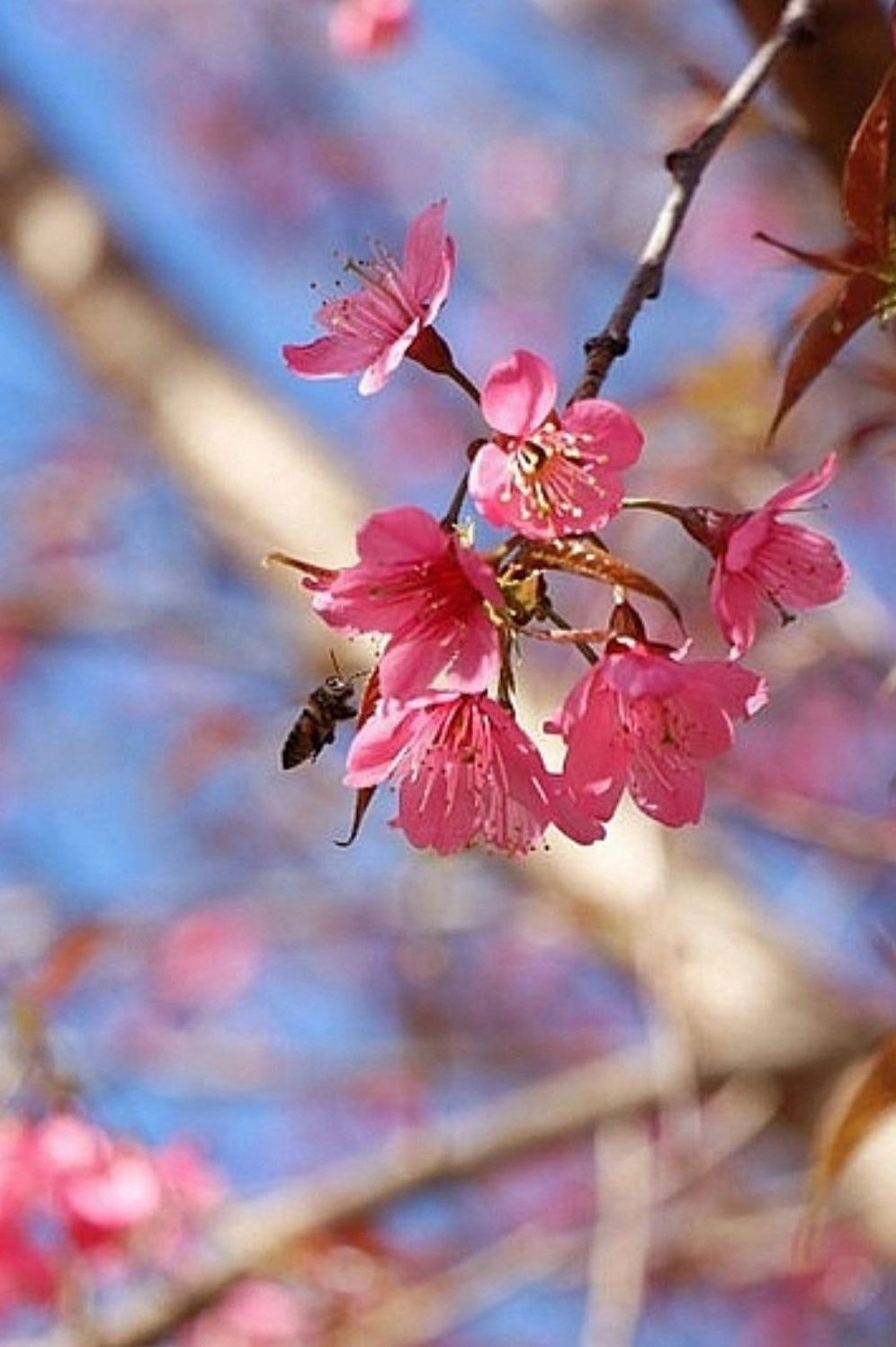 Cánh hoa đào hoang sơ mộc mạc