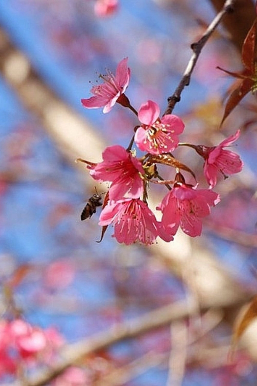 Cánh hoa đào hoang sơ mộc mạc