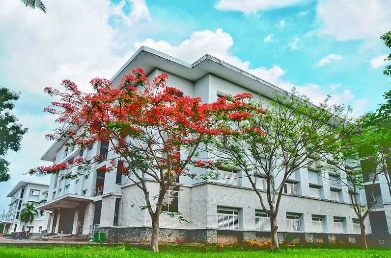 Cánh hoa phượng mỏng manh bay trong gió