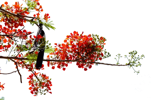 Cành hoa phượng vector tách nền tiện dụng