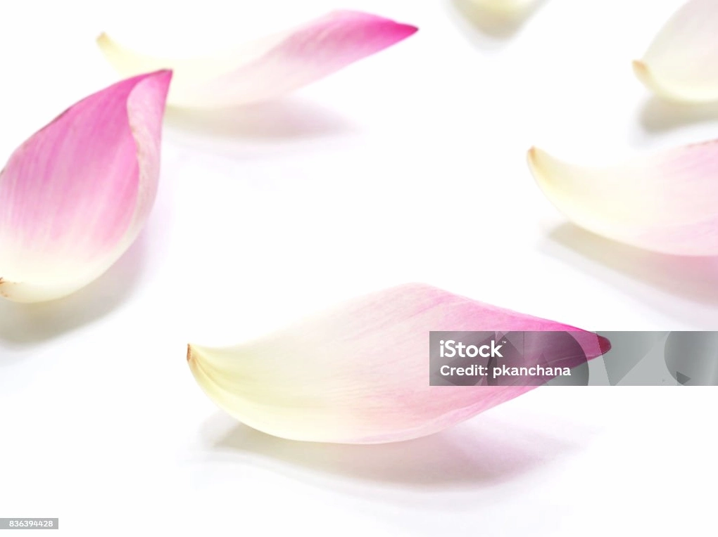 Cánh hoa sen hồng trên nền trắng tạo nên một bức tranh tự nhiên