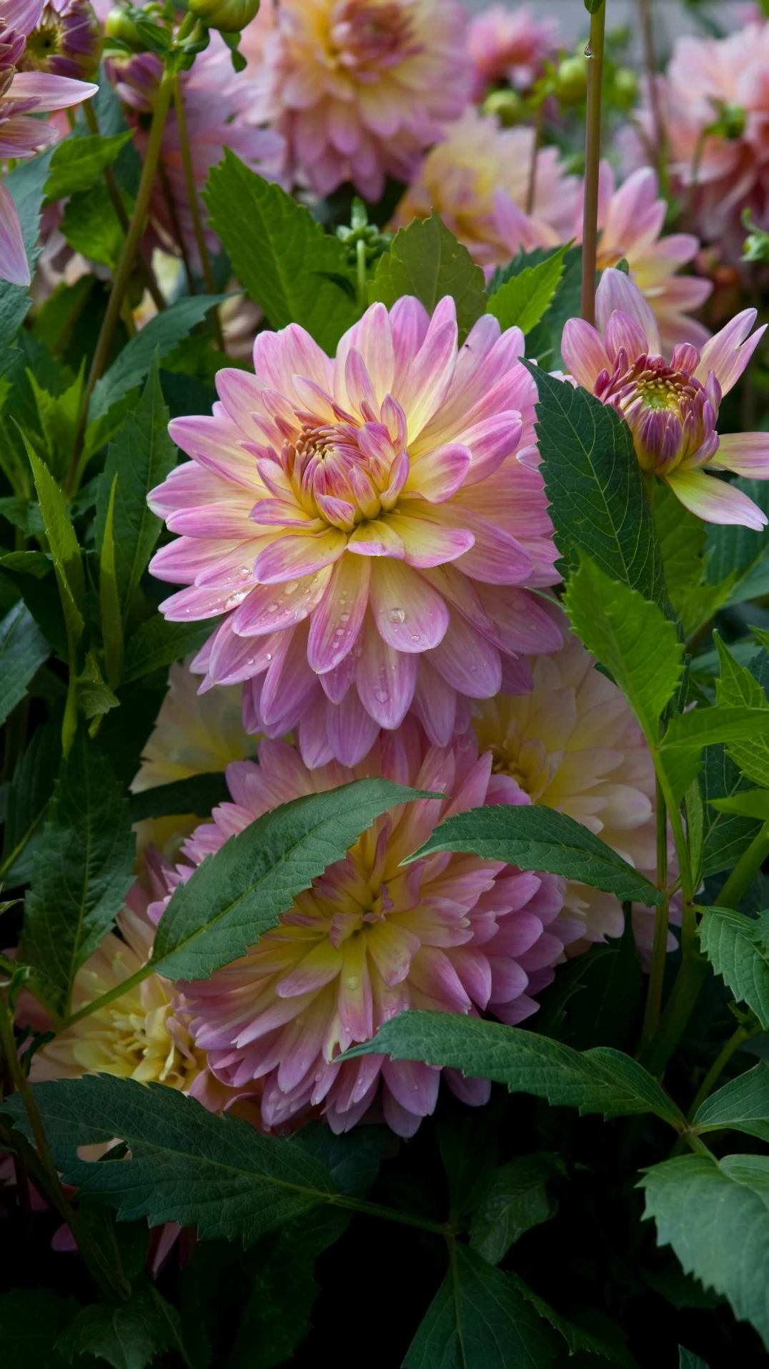 Cánh hoa thược dược mềm mại đan xen tuyệt đẹp