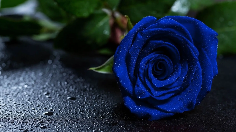 Cập nhật bộ sưu tập ảnh hoa hồng đẹp để làm hình nền cực chất