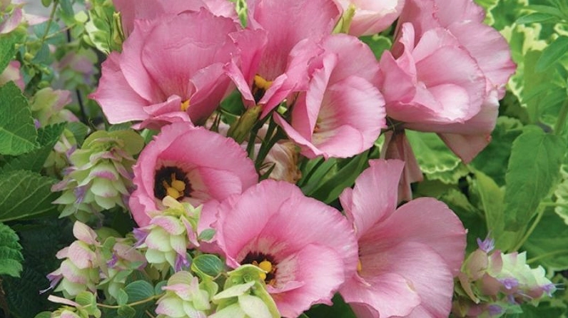 Cát tường màu hồng nữ tính