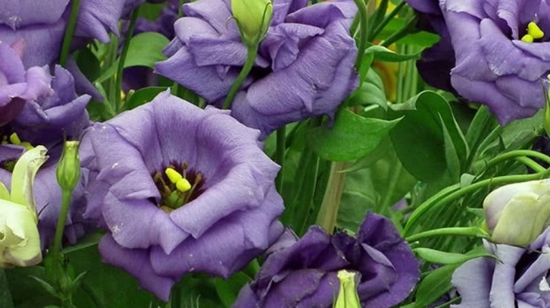 Cát tường màu tím mơ mộng