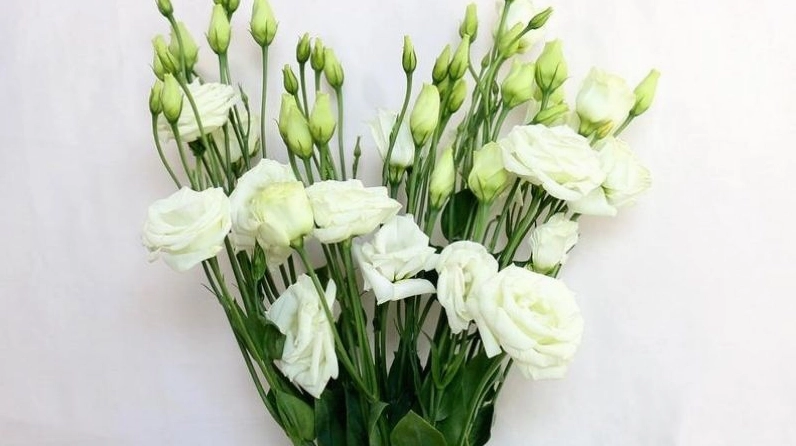 Cát tường màu trắng tinh khôi