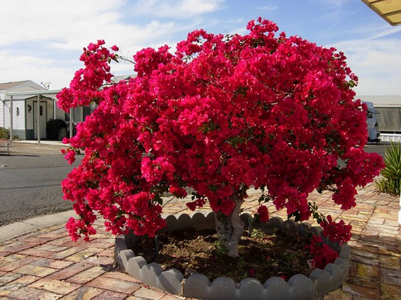 Cây hoa giấy đỏ rực làm bừng sáng góc sân nhỏ