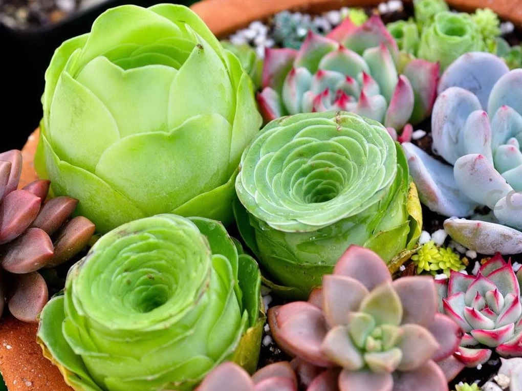 Cây sen đá mang ý nghĩa chăm chỉ