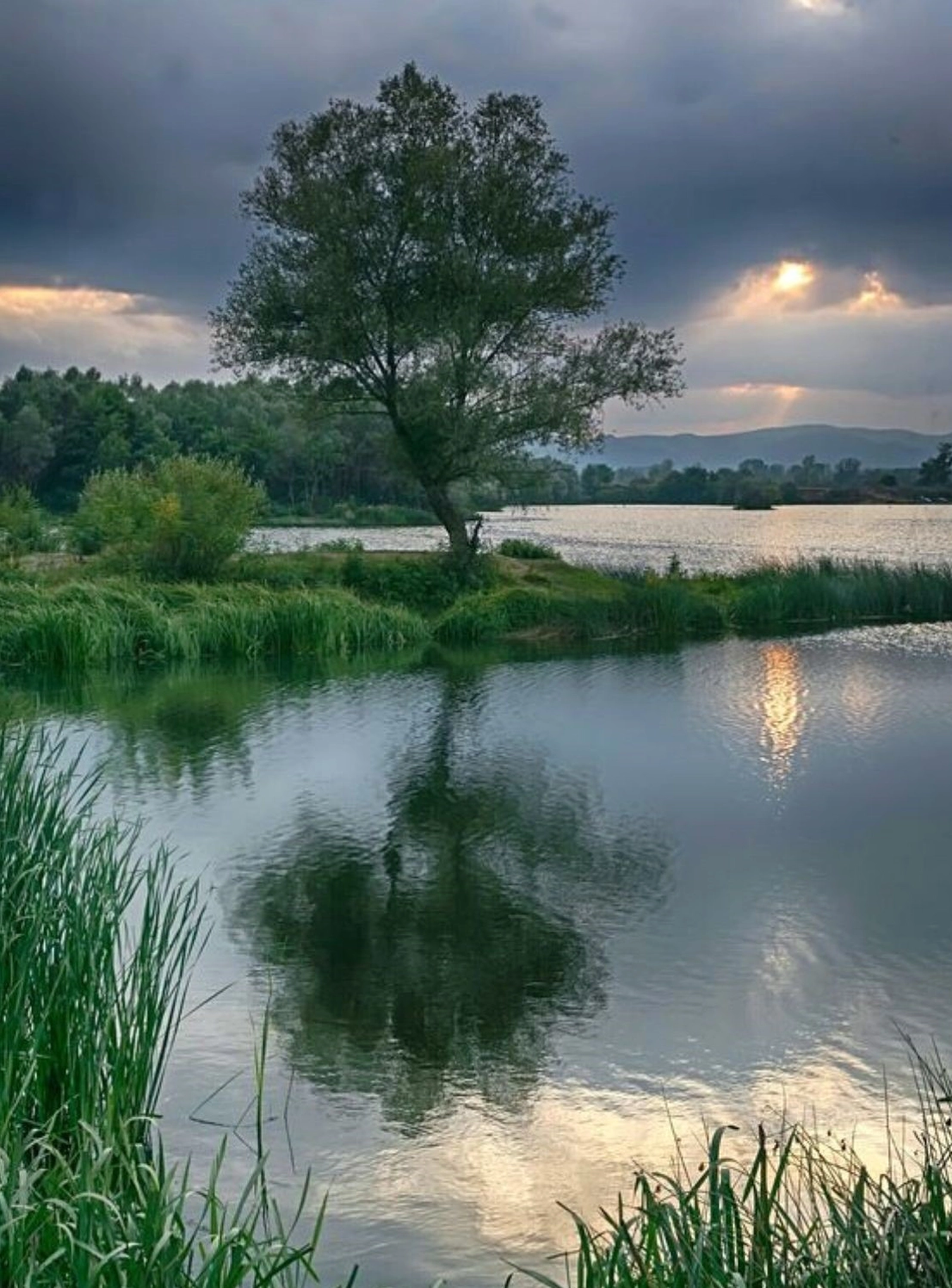 Cây xanh soi bóng mình dưới mặt hồ nước tĩnh lặng