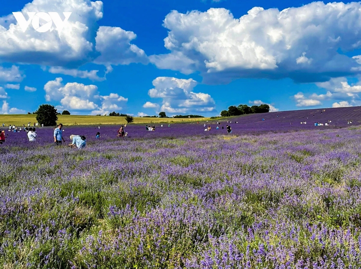 Chẳng cần đến Pháp cũng được ngắm hoa lavender tuyệt đẹp