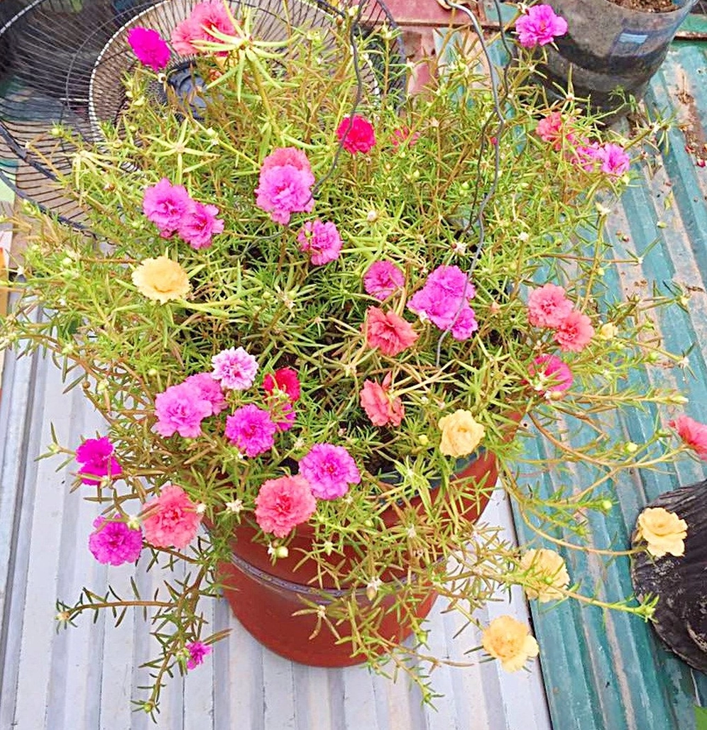 Chậu hoa đất chồng hoa mười giờ