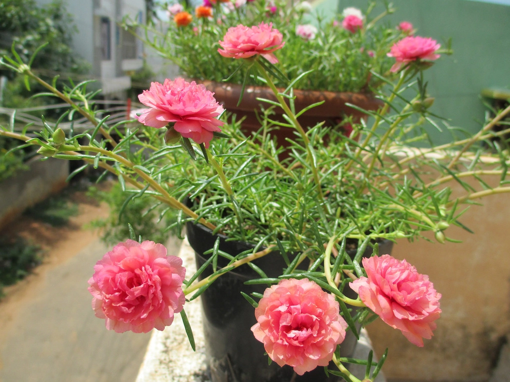 Chậu hoa mười giờ chồng làm cảnh