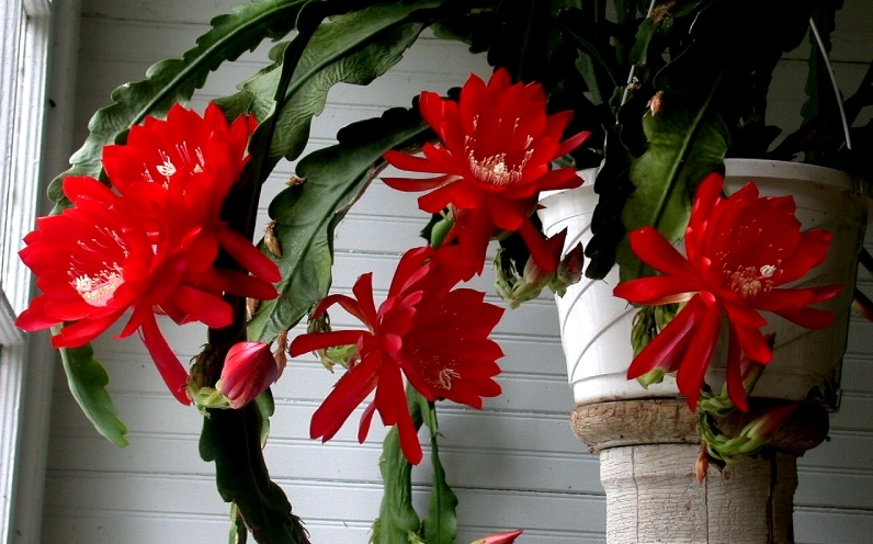 Chậu hoa quỳnh màu đỏ rực rỡ