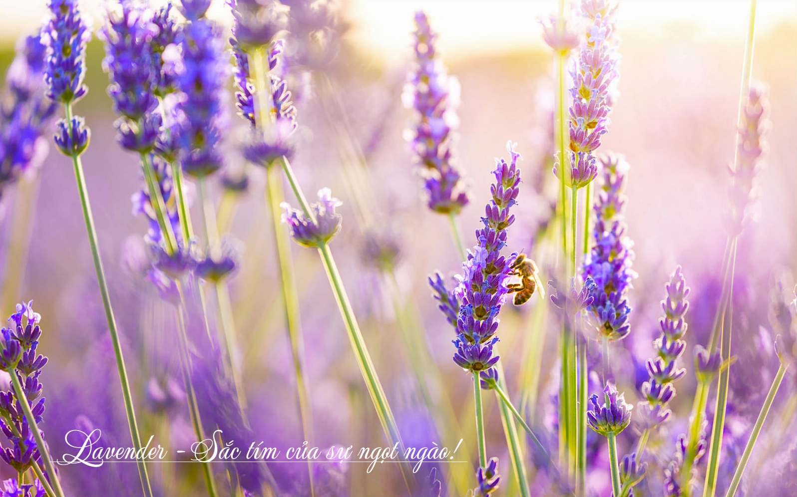 Chi tiết hơn 74 về hình nền hoa lavender cdgdbentre.edu.vn