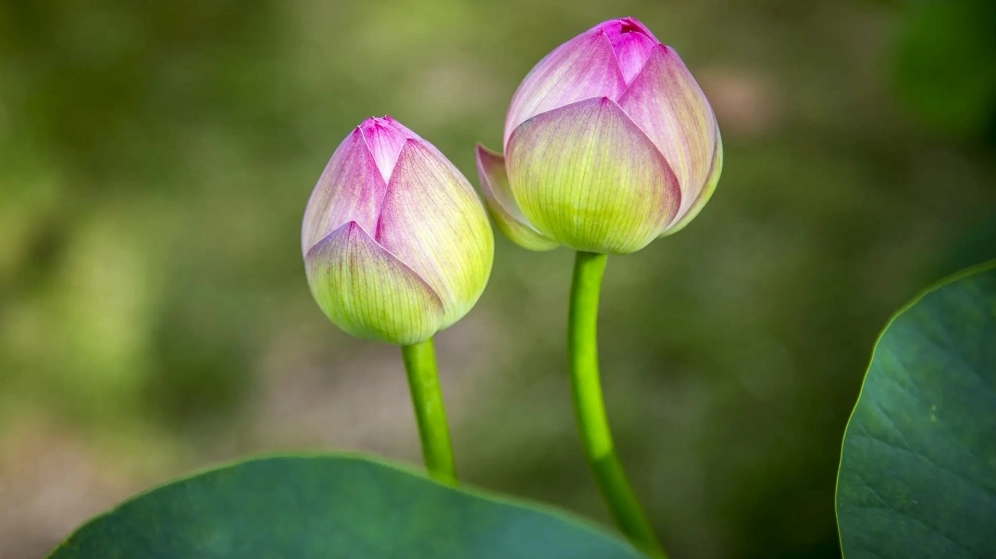 Chia sẻ ngay ảnh hoa sen đẹp sắc nét nhất