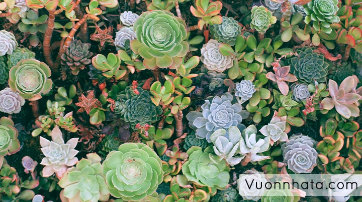 Chiêm ngưỡng sen đá nghệ thuật