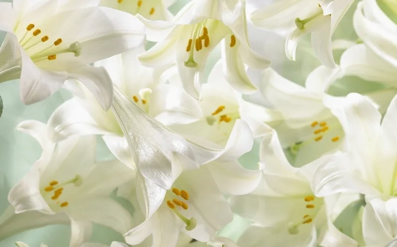 Chiêm ngưỡng từng cánh hoa qua background hoa ly cận cảnh sống động