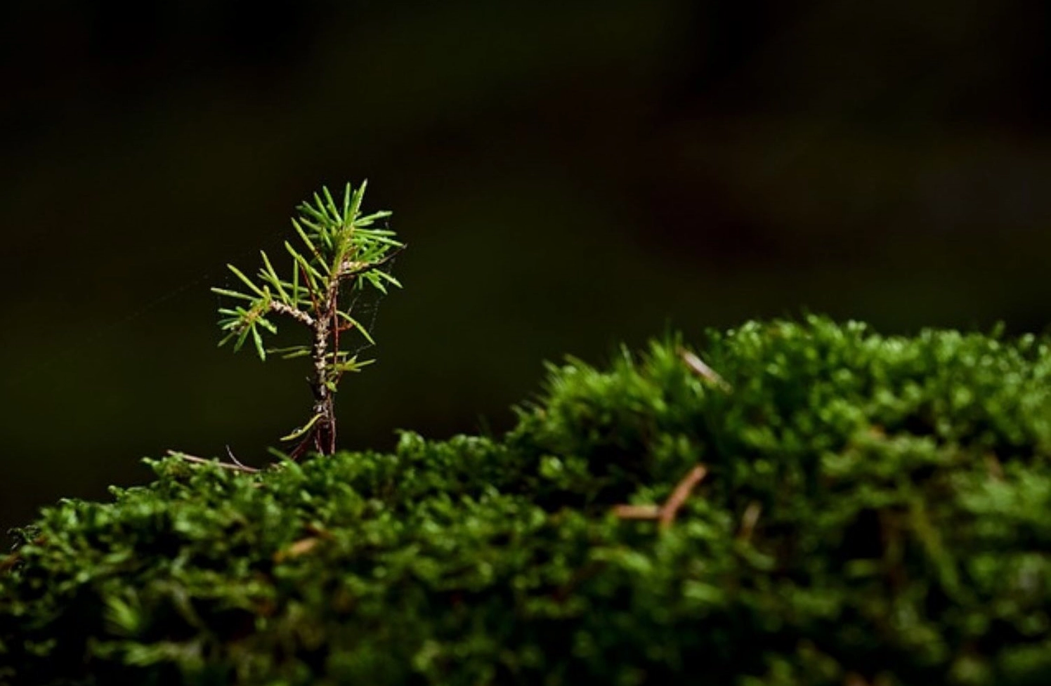 Chồi cây nhỏ nhắn chứa đầy sức sống vươn lên từ đất