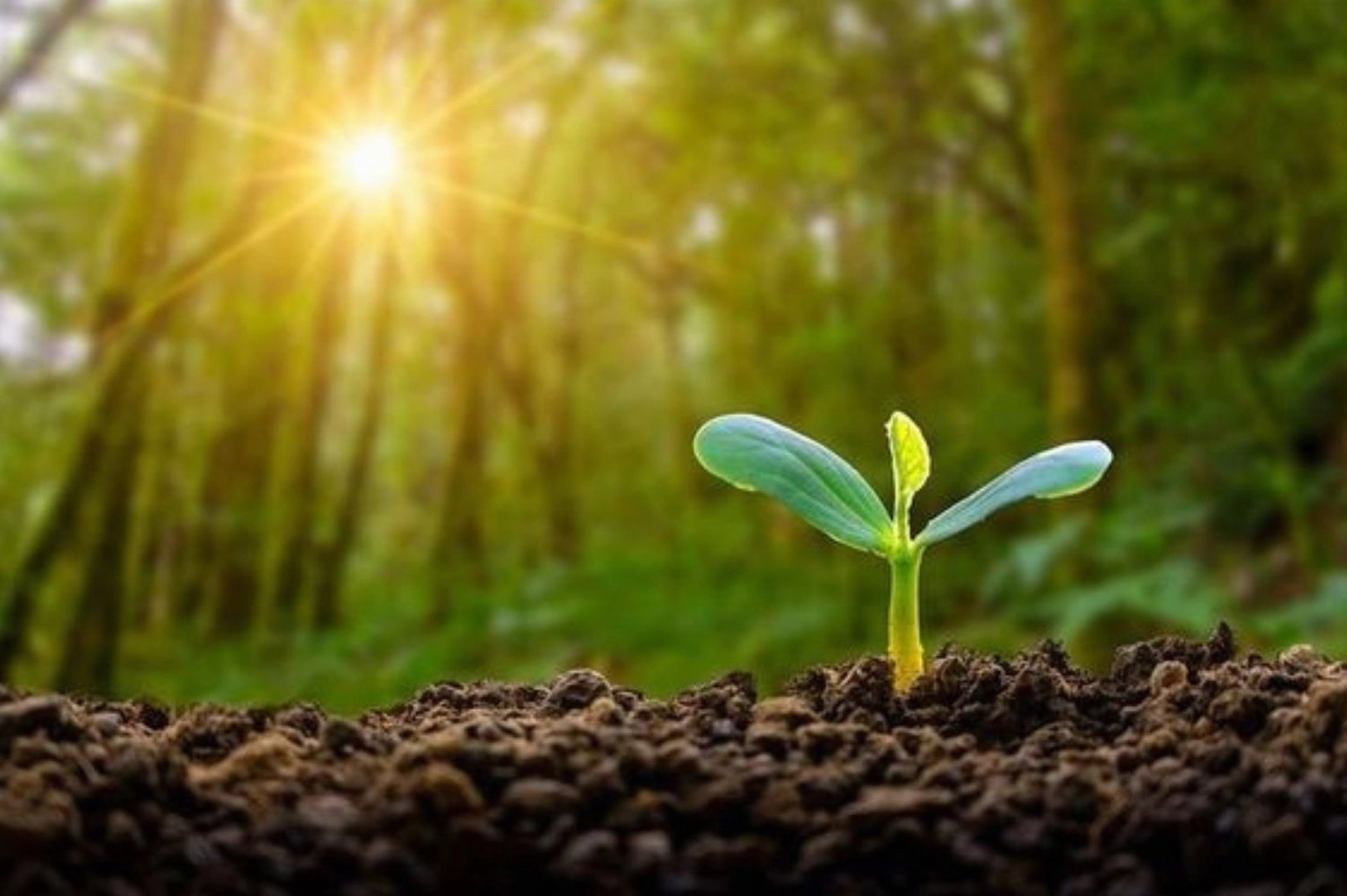 Chồi cây vươn mình đón nắng mai trong sương sớm