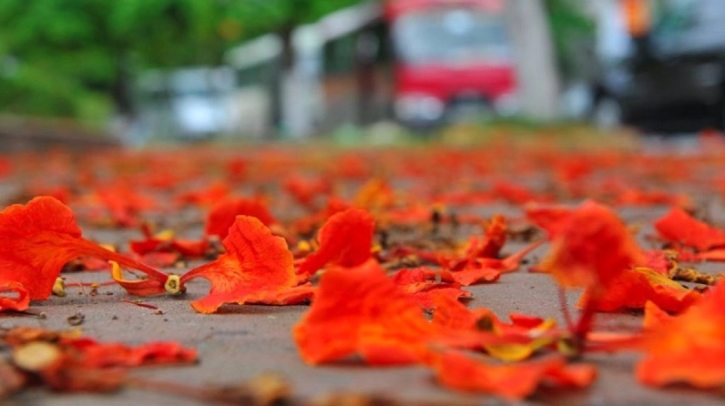 Con đường rợp sắc đỏ hoa phượng vĩ