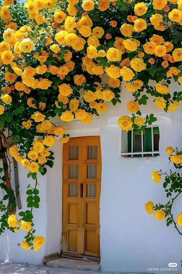 Cửa gỗ giữa giàn hồng vàng nở rộ ánh sáng tán xạ