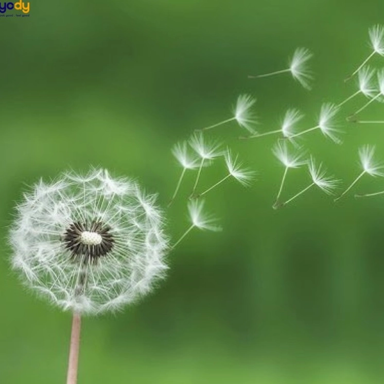 Cụm bồ công anh bay trong gió phù hợp làm hình nền chủ đề hy vọng và khởi đầu mới